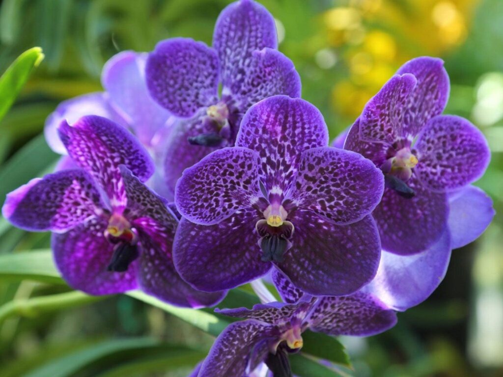 Vanda_Orchid