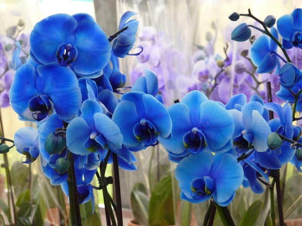 Vanda_coerulea_Blue_Vanda_Orchid