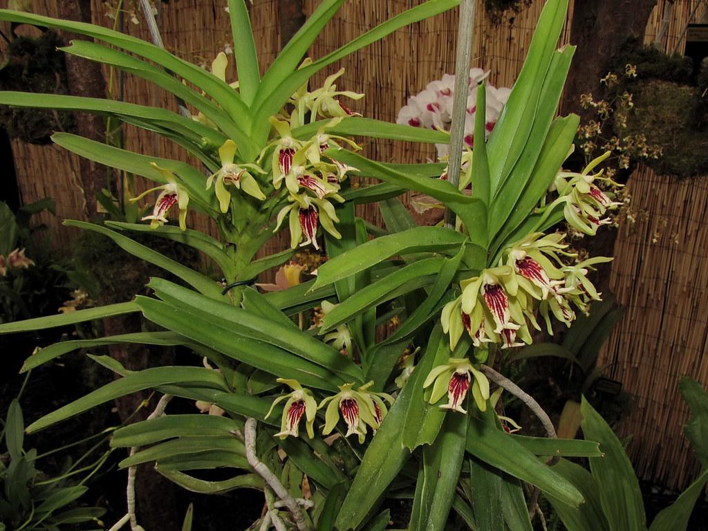 Vanda_cristata