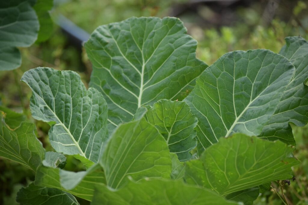 Vates_Collard_Greens