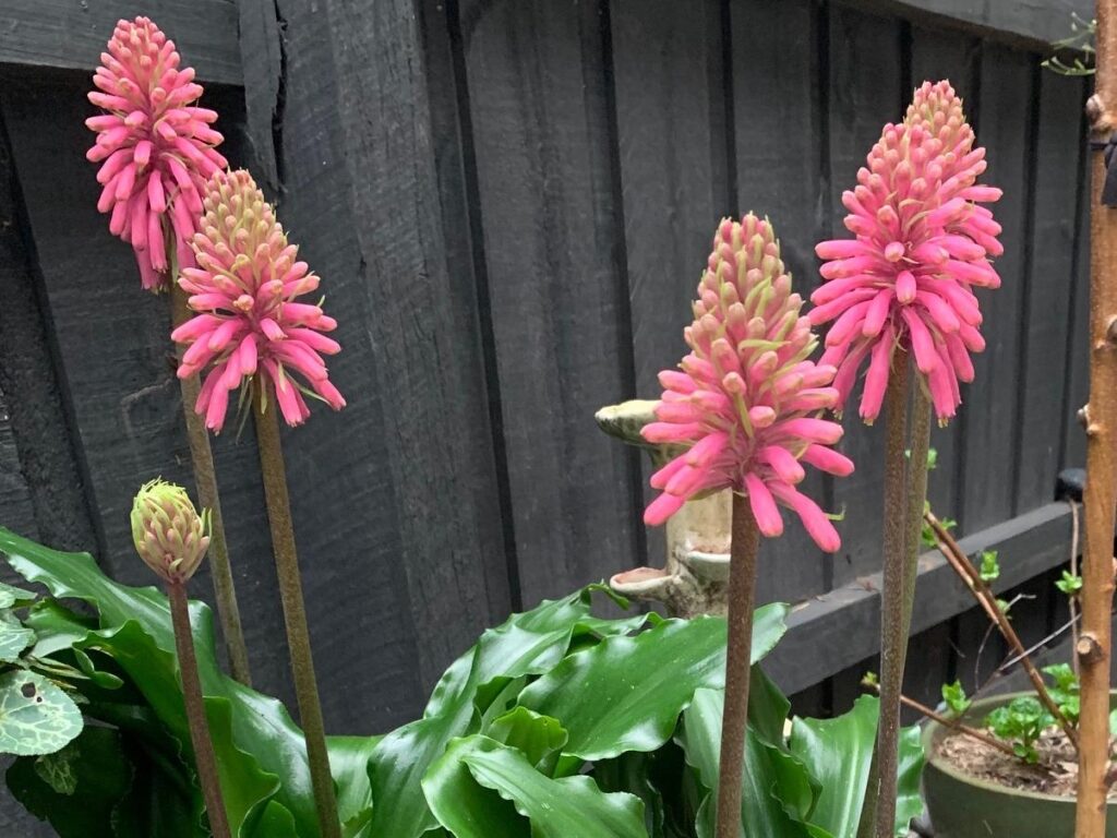 Veltheimia