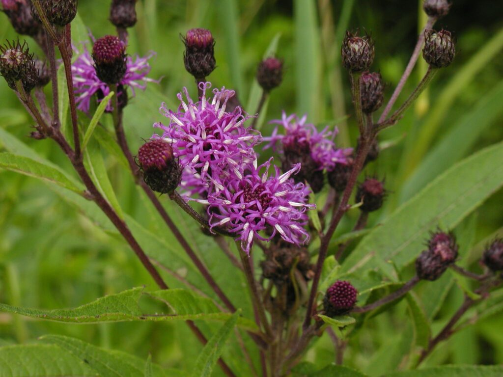 Vernonia