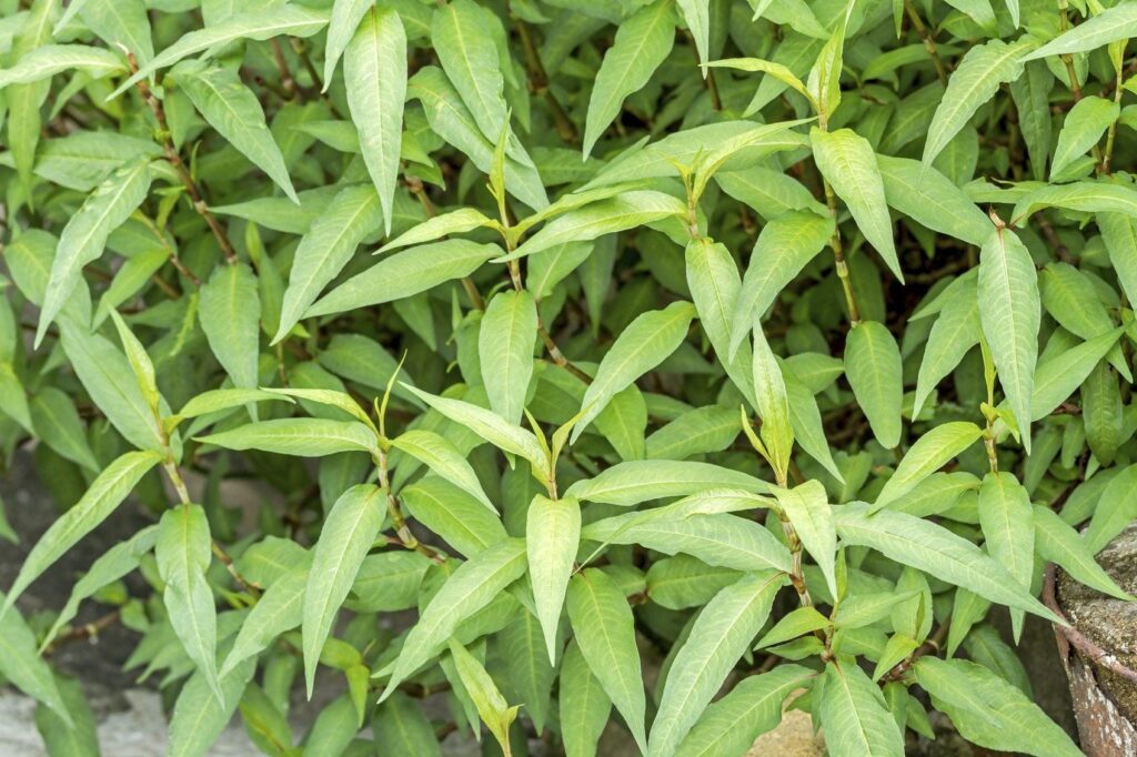 Vietnamese_Coriander