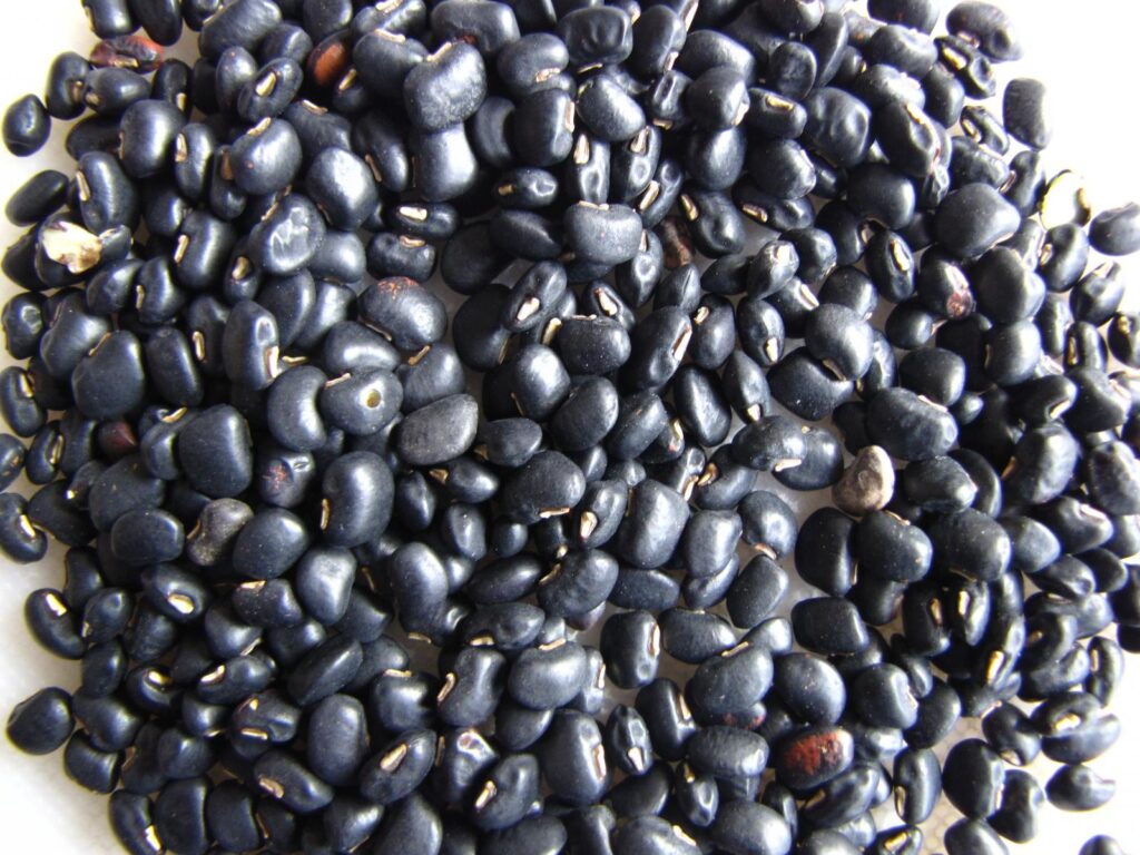 Vigna_Unguiculata_Cowpea