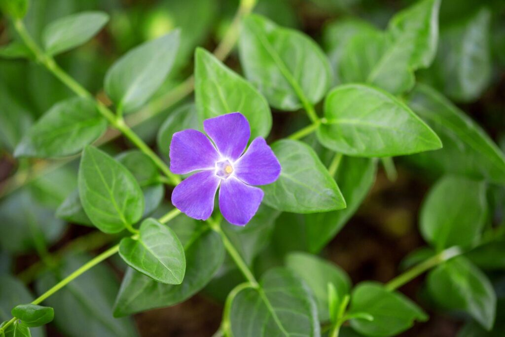 Vinca_Periwinkle