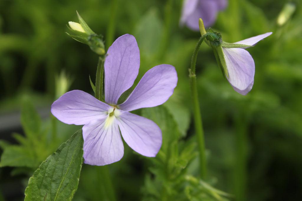 Viola_Cornuta_Horned_Violet