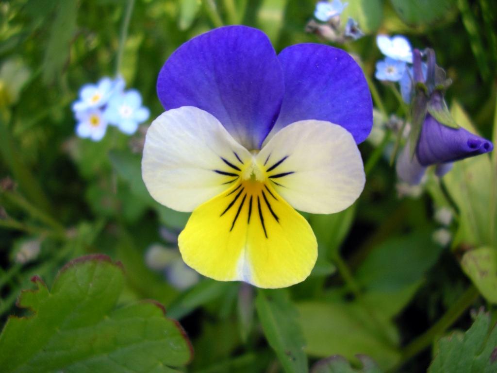 Viola_Tricolor_Wild_Pansy