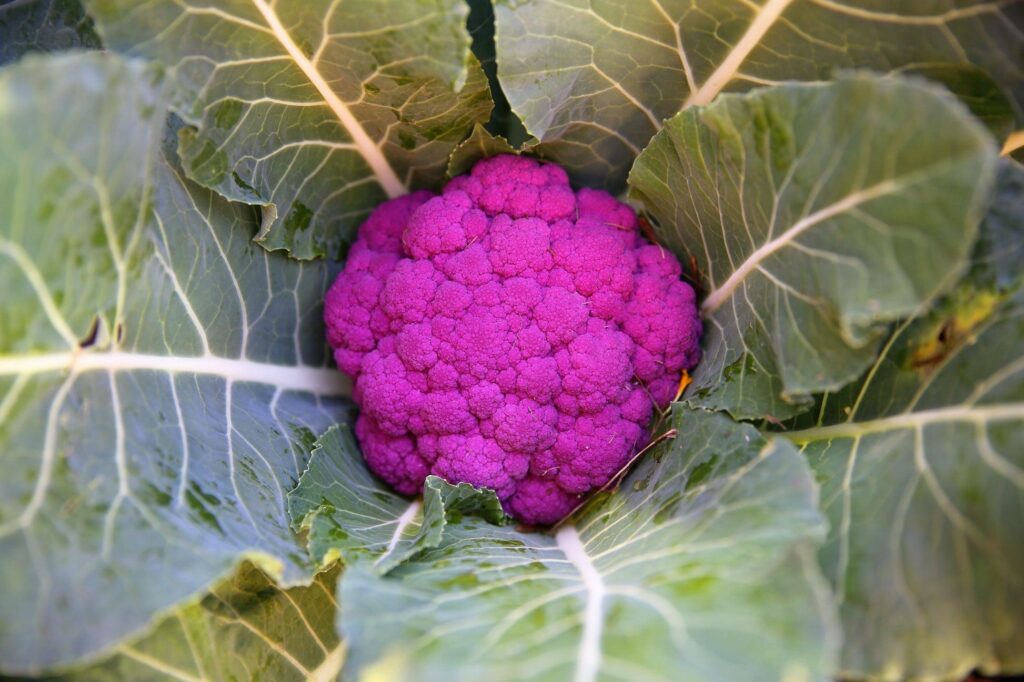 Violet_Queen_Cauliflower