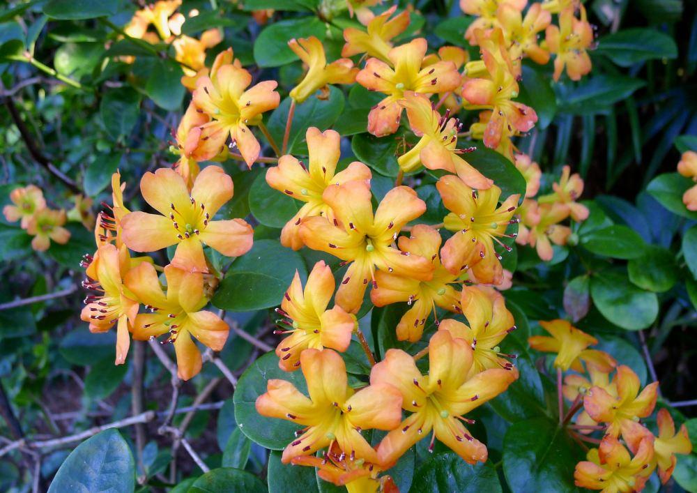 Vireya_Rhododendron