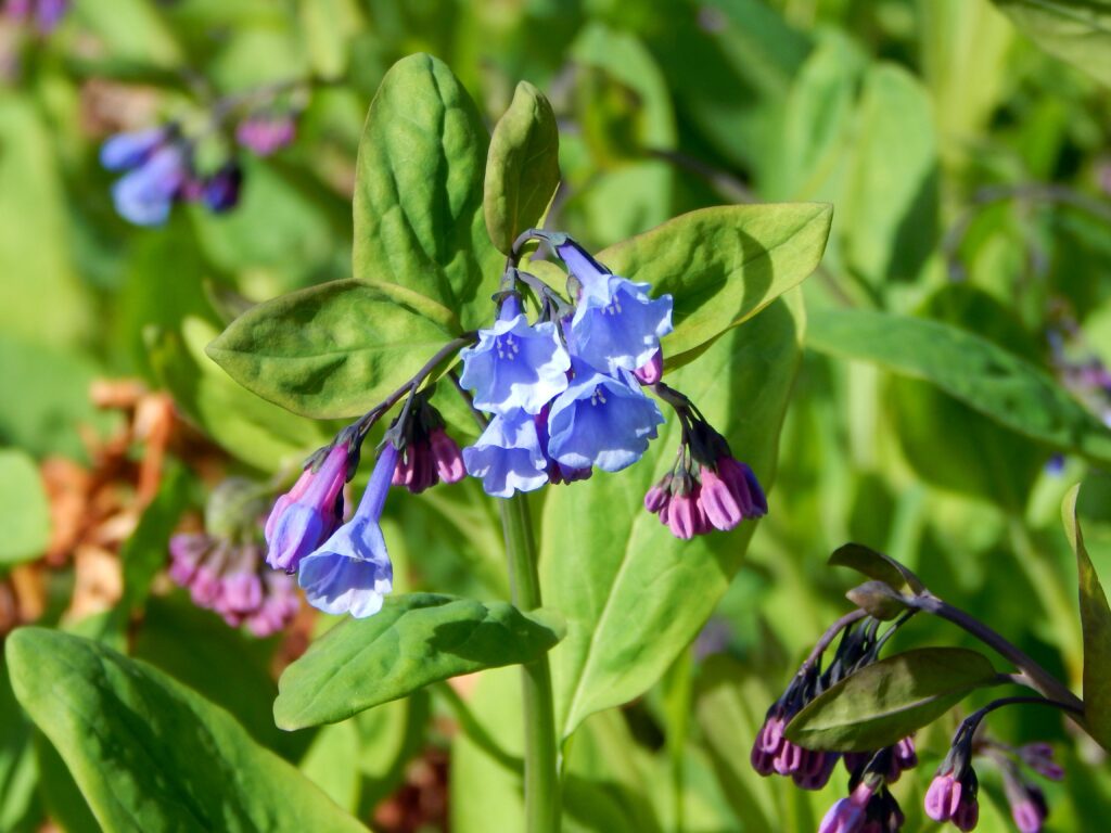 Virginia_Bluebells_Mertensia_virginica