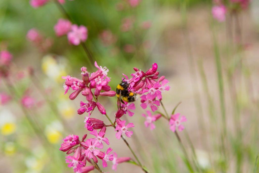 Viscaria_Sticky_Catchfly