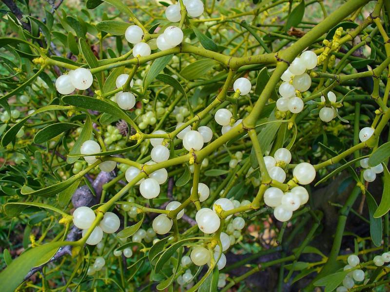 Viscum_Mistletoe