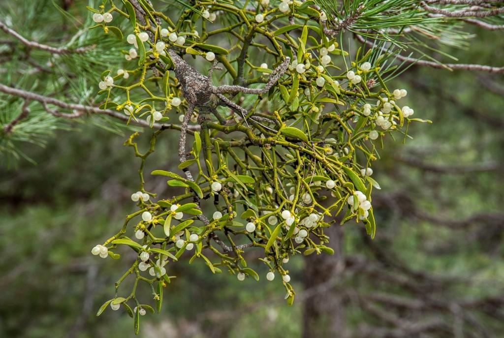 Viscum_album_European_Mistletoe