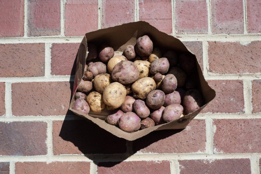 Volunteer_Potatoes