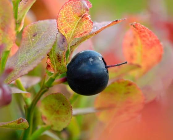 Vosges_Berry