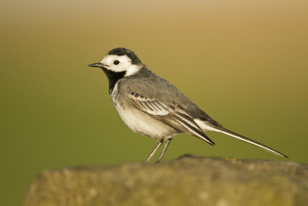 Wagtail