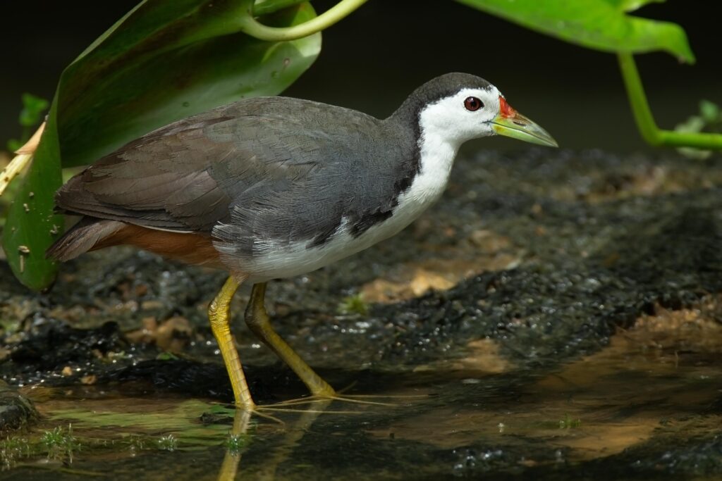 Waterhen