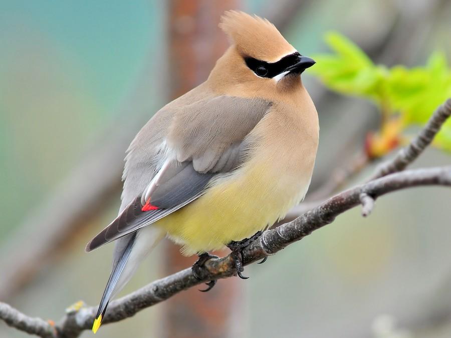 Waxwing