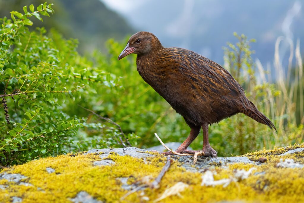 Weka