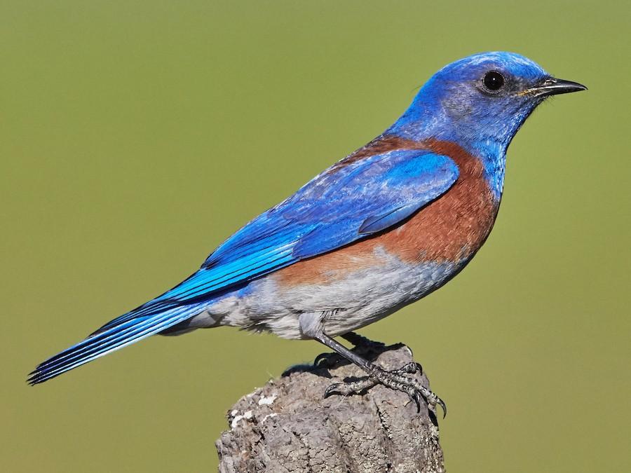 Western_Bluebird