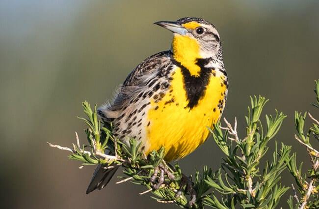 Western_Meadowlark