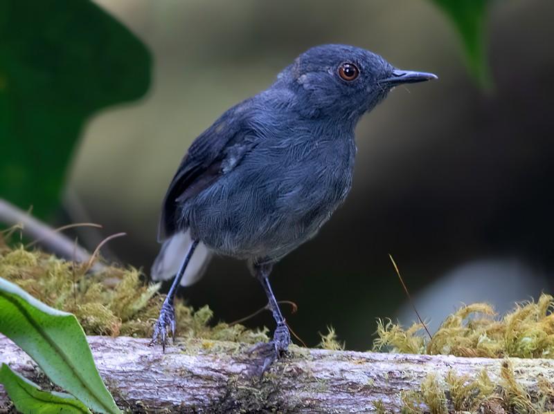 White-tailed_Warbler