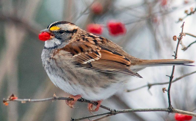 White-throated_Sparrow