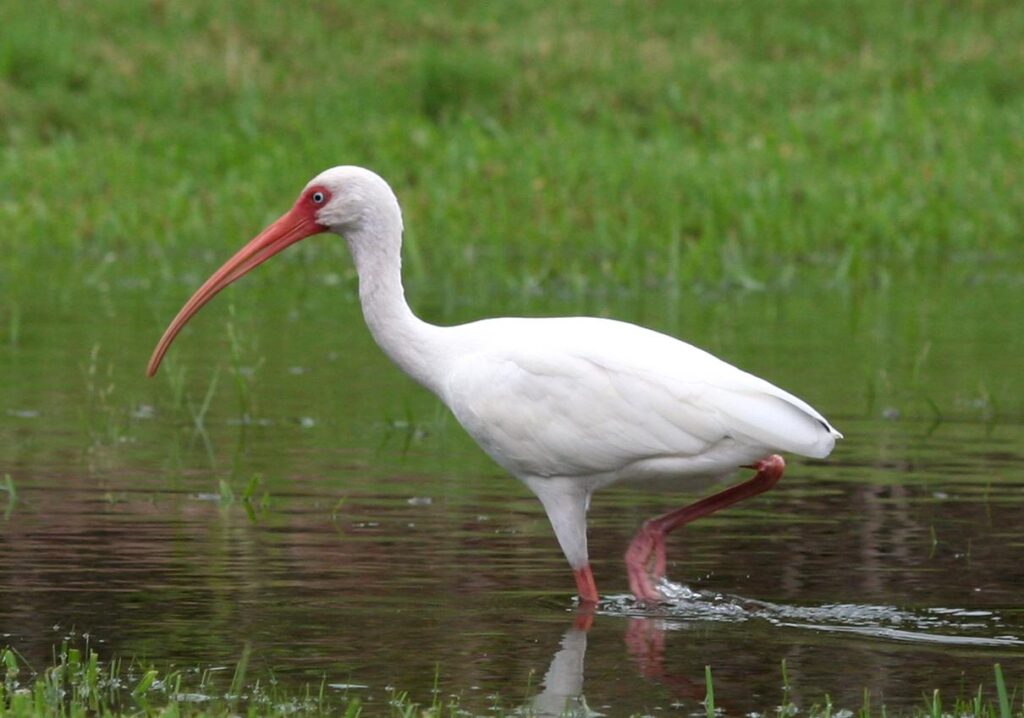 White_Ibis