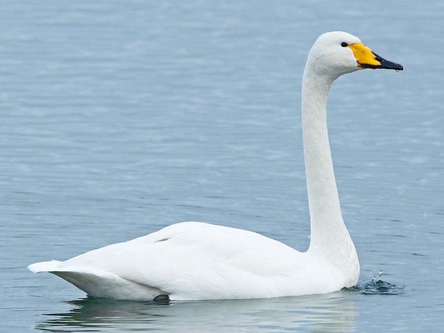 Whooper_Swan