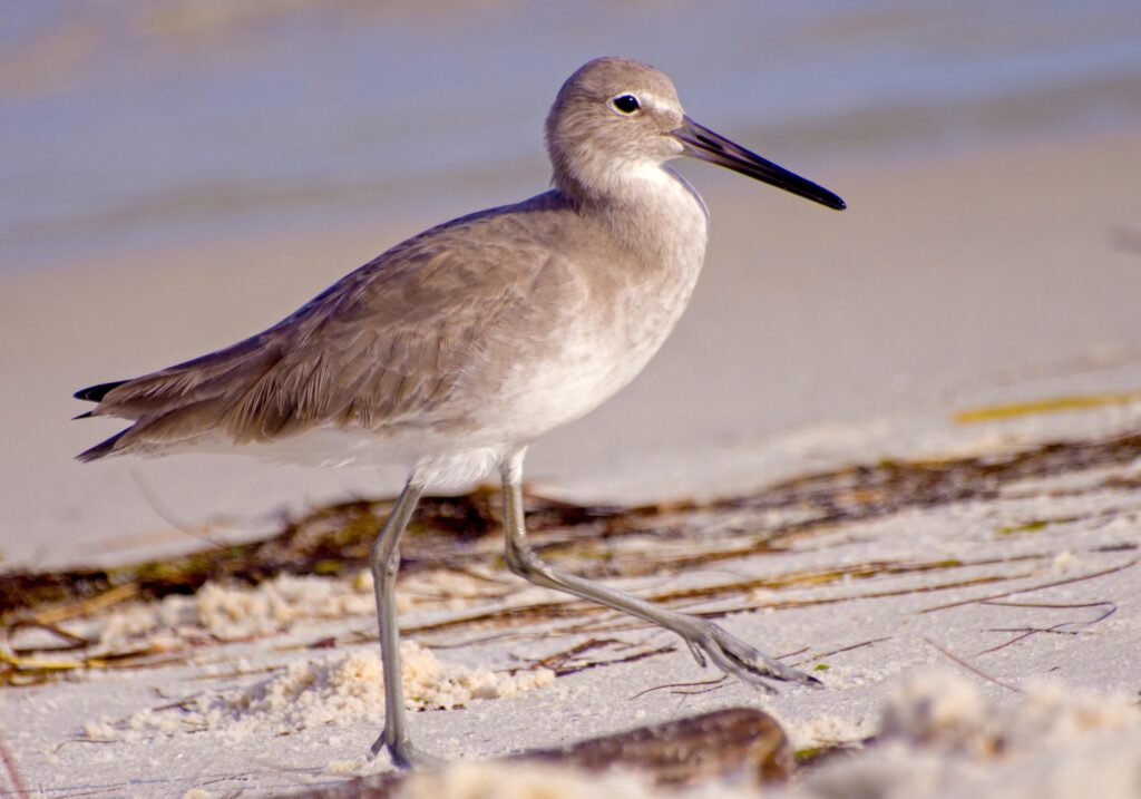 Willet