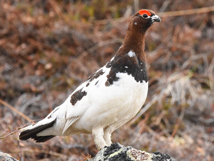 Willow_Ptarmigan