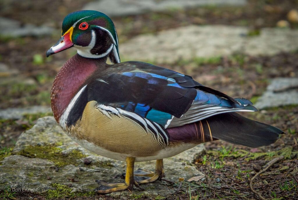 Wood_Duck