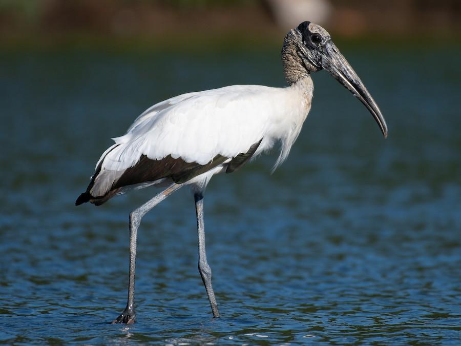 Wood_Stork