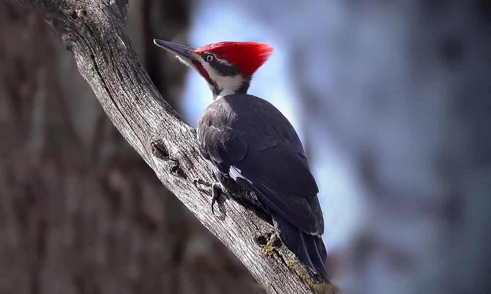 Woodpecker