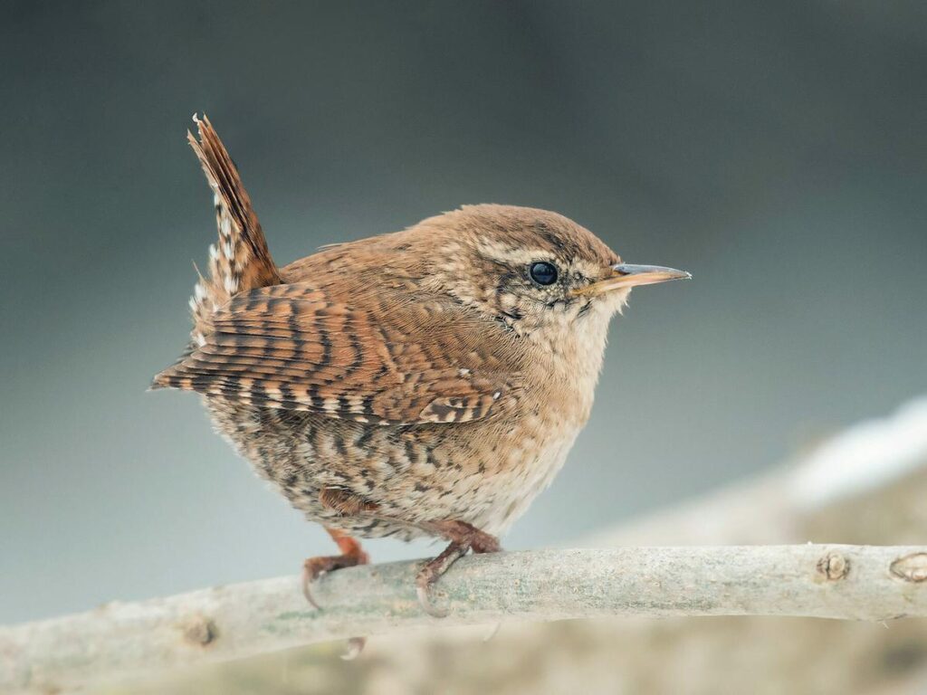 Wren