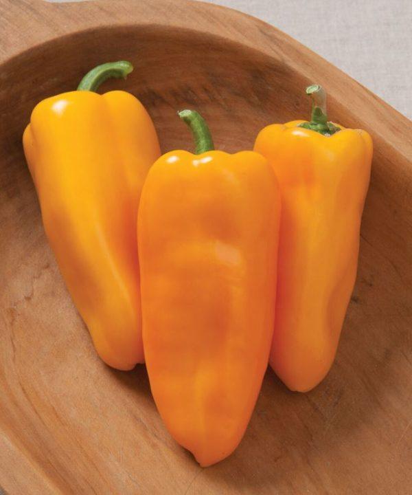 Yankee_Bell_Pepper