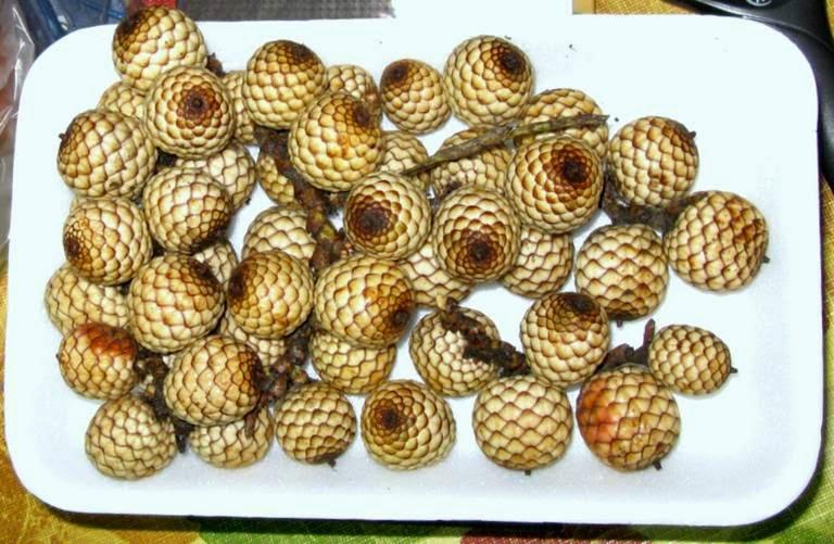 Yantok_Rattan_Fruit