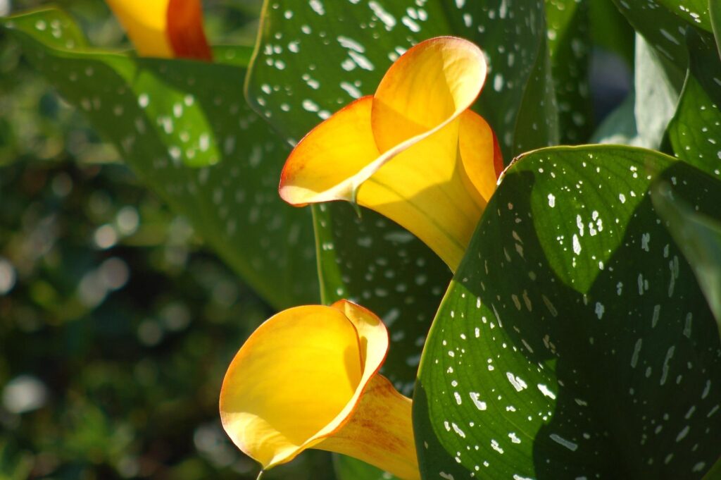 Yellow_Calla_Lily