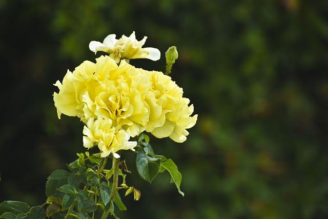 Yellow_Carnation