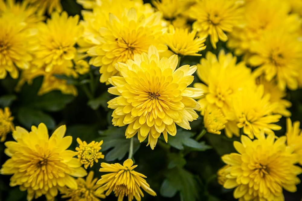 Yellow_Chrysanthemum