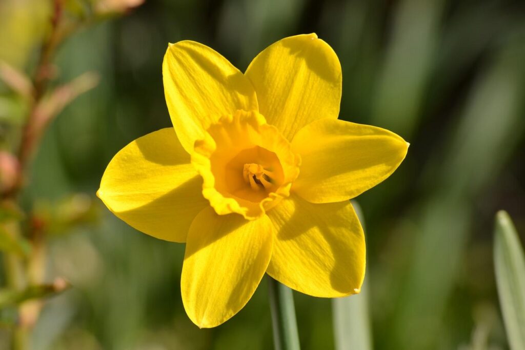 Yellow_Daffodil