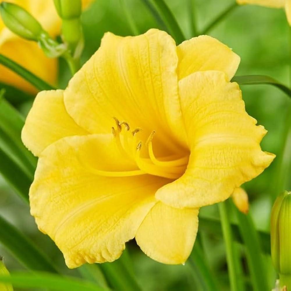 Yellow_Daylily