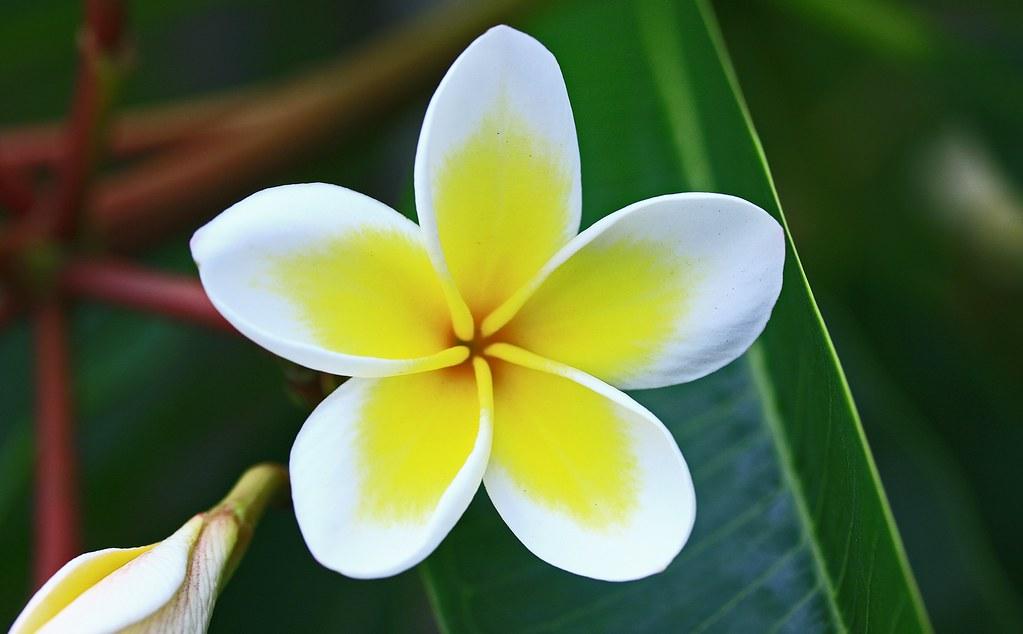 Yellow_Frangipani