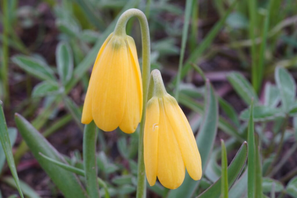 Yellow_Fritillary