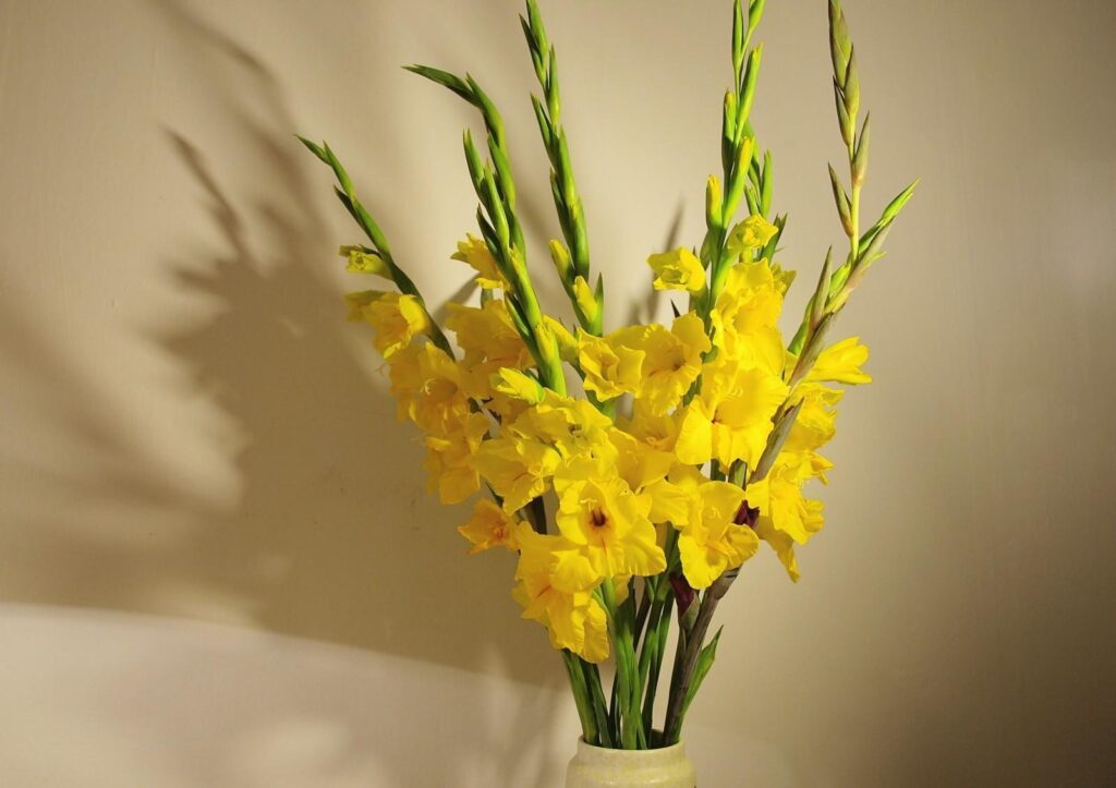 Yellow_Gladiolus