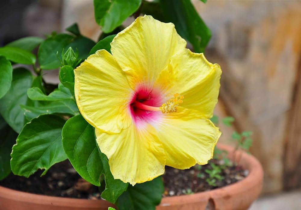 Yellow_Hibiscus