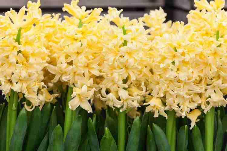 Yellow_Hyacinth