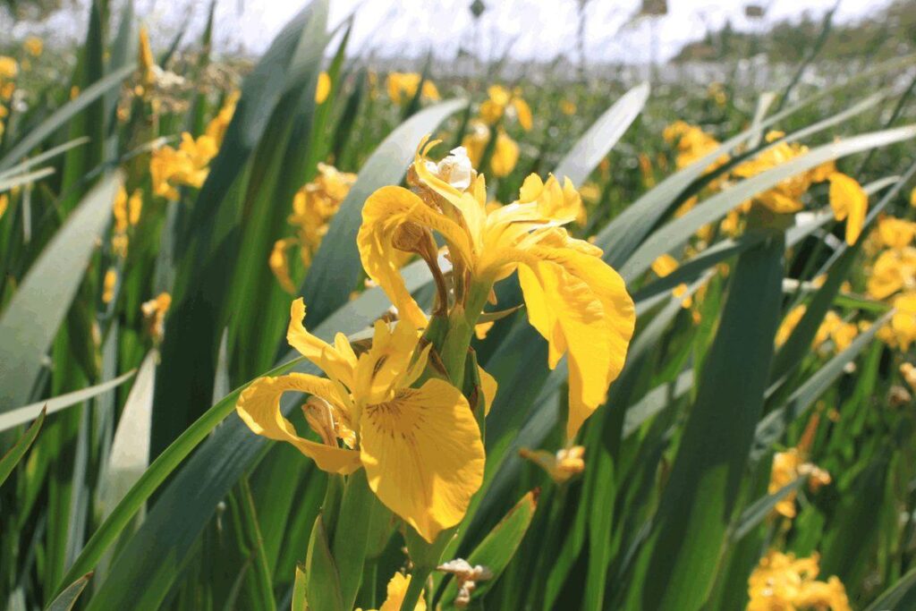 Yellow_Iris