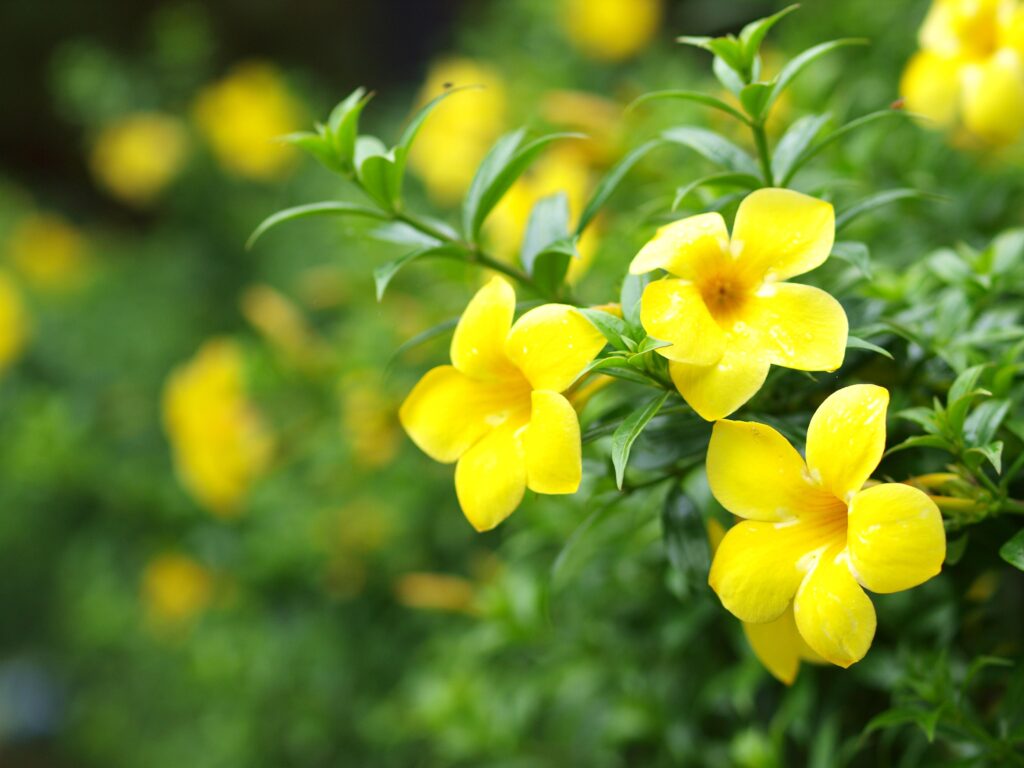 Yellow_Jessamine