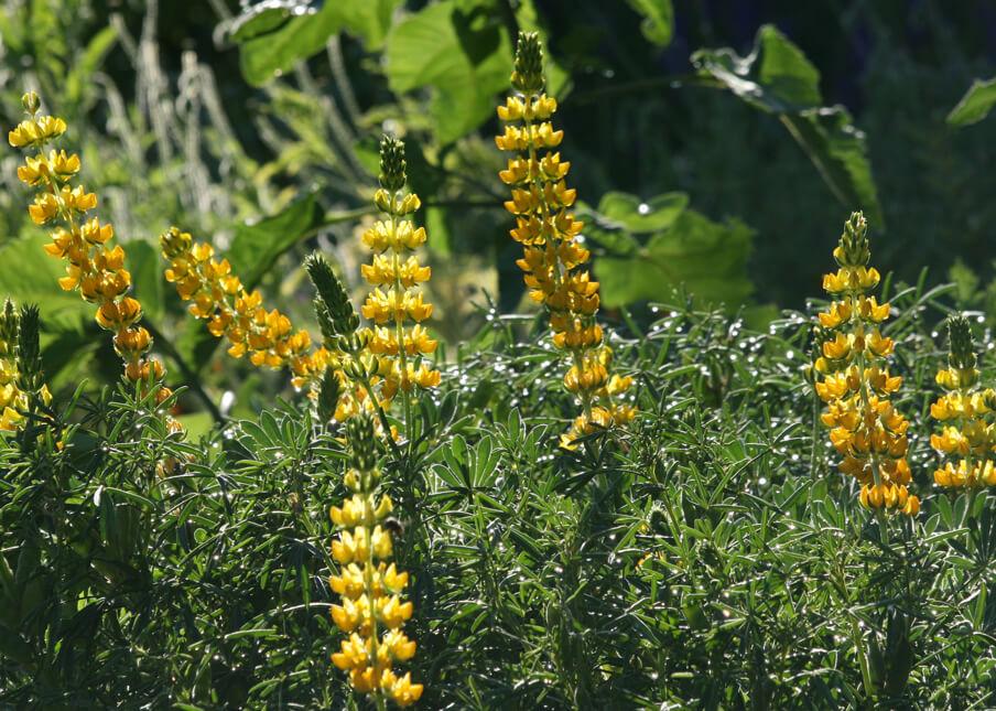 Yellow_Lupine